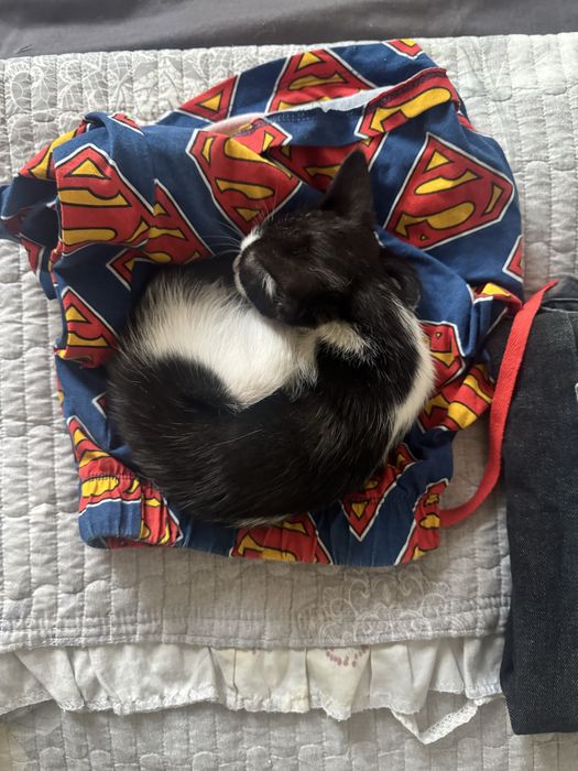 Котик бесплатно черненький