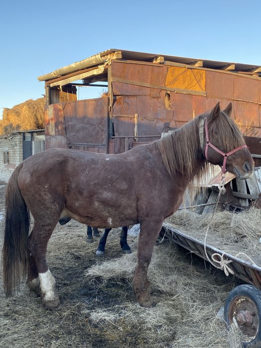 Продаётся племенной жеребец-производитель высокого класса