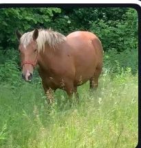 Vând mânză de doi ani