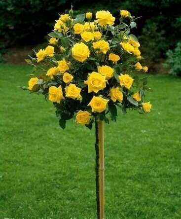 Щамбова роза (Роза Дръвче)