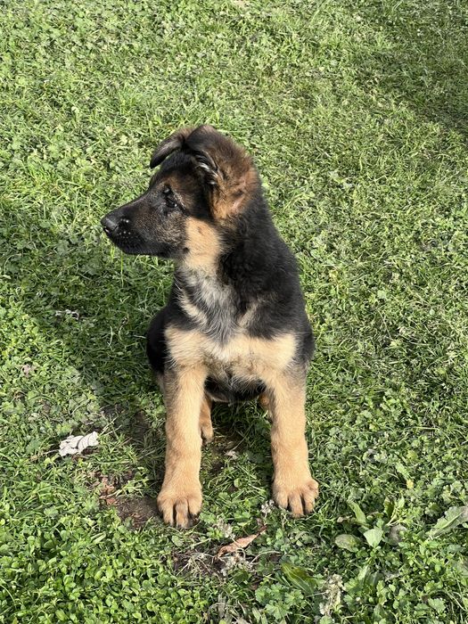 * Немска Овачарка *