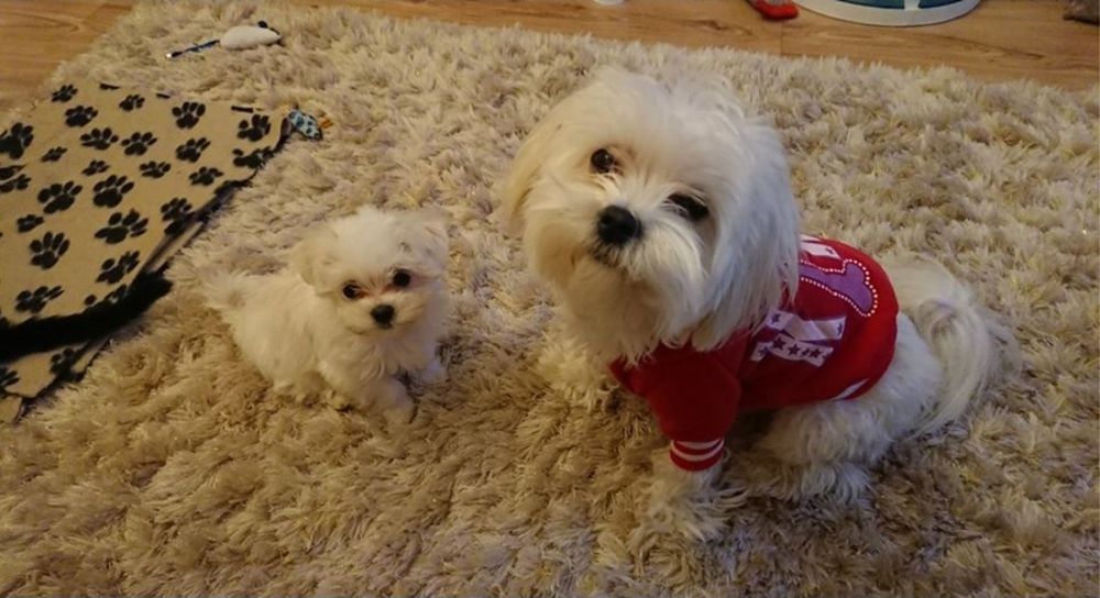 Корейские лупоглазые  мальтизе