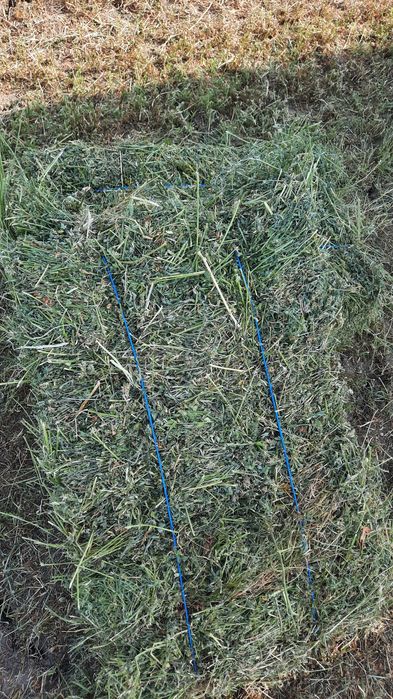 ‼️Vand 900 baloti de lucerna 2025 la alegere preț 40 lei‼️