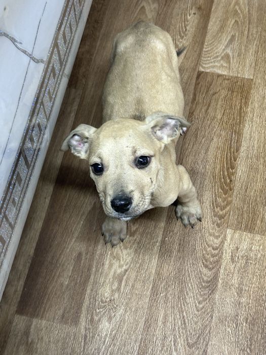 Сабака кабель питбуль