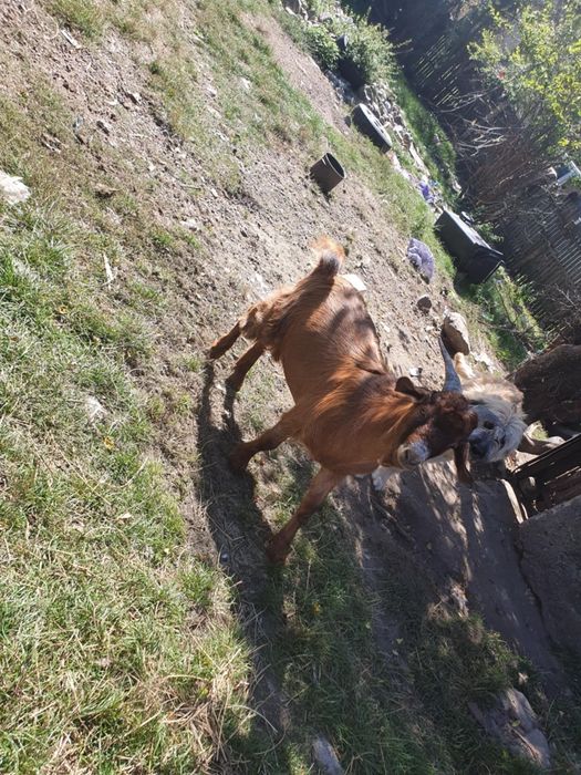 Se vând un țăpișor și o ieduta