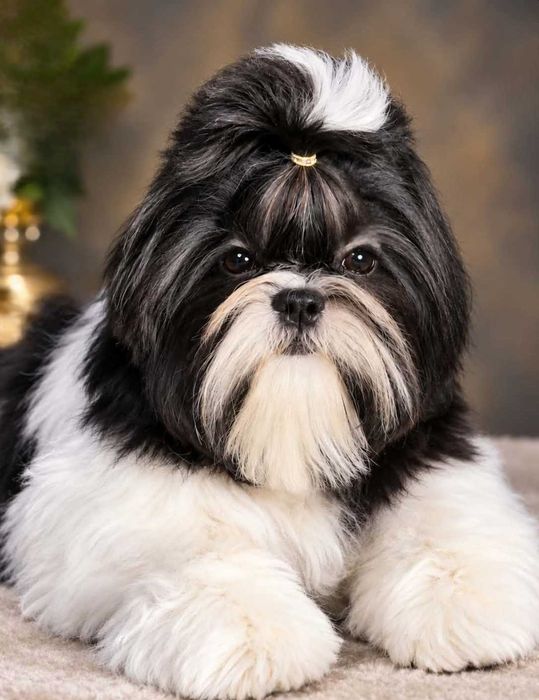 Superb băiețel Shih Tzu