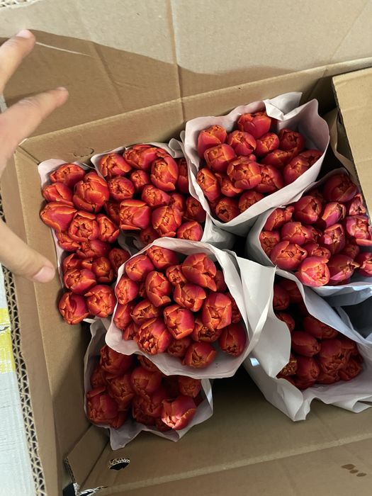 Белорусские тюльпаны