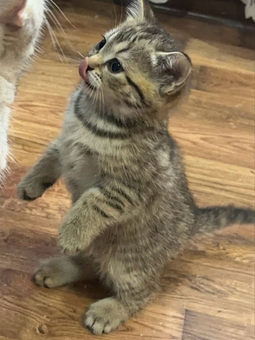 Скотиш страйт кошка