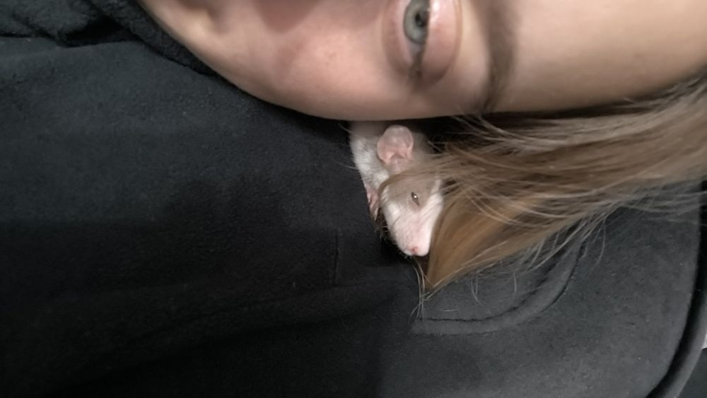 Большая клетка с крысой