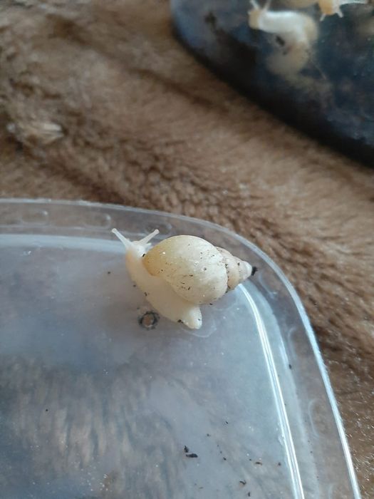 Продам улиток Ахатин от 300тг