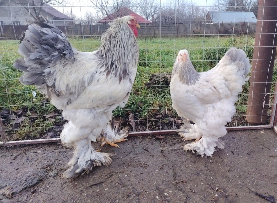 Pui brahma de 1 zi diverse varietăți de culoare