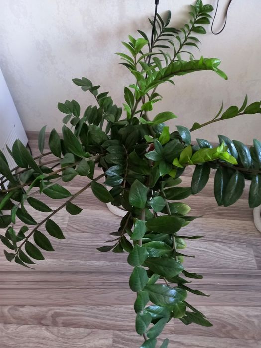 Продам замиакулькас (долларовое дерево)