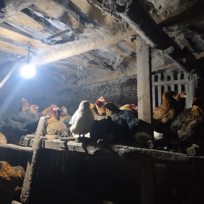 Продам домашних курей