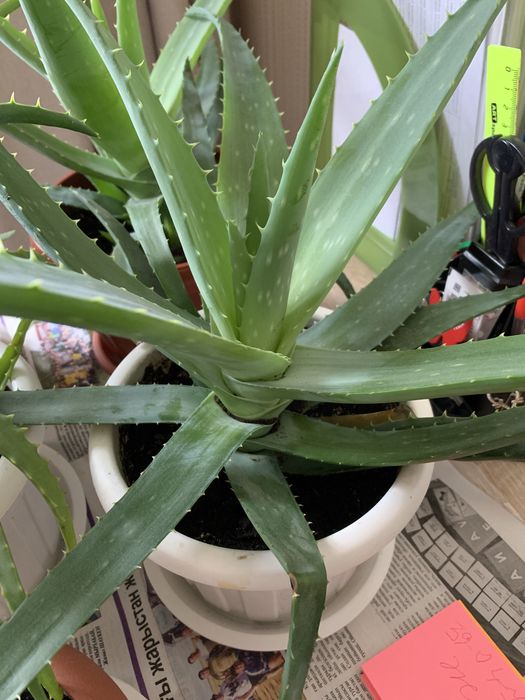 Алоэ лечебное