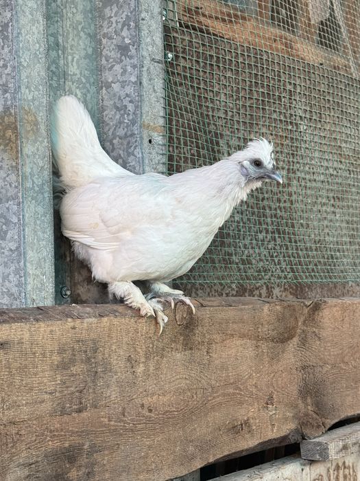 Продам птицы кур