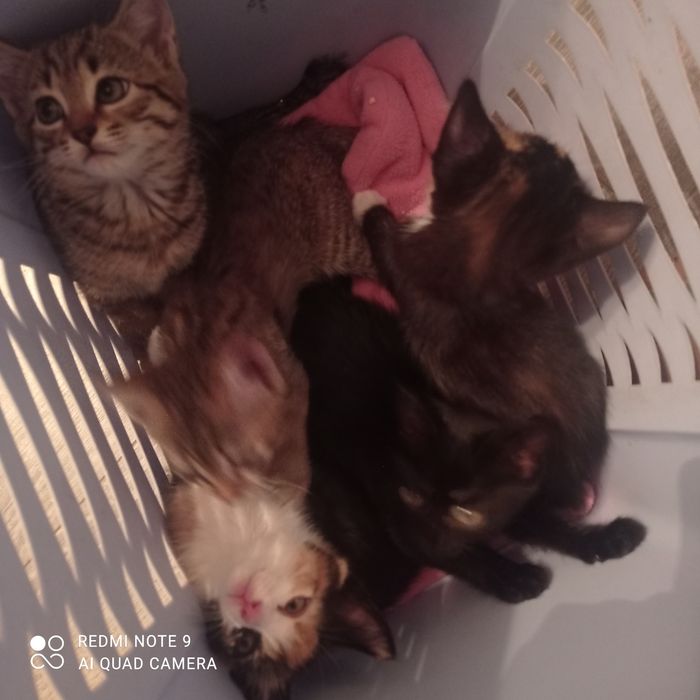 Отдам в хорошие руки