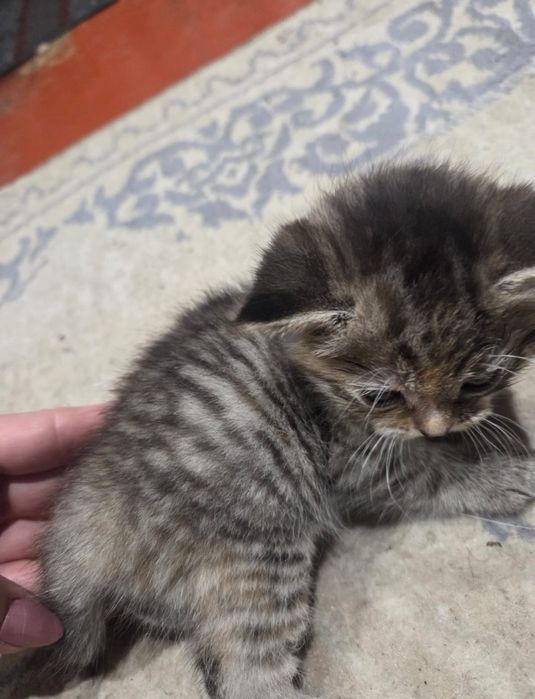 Котята британец смешанный