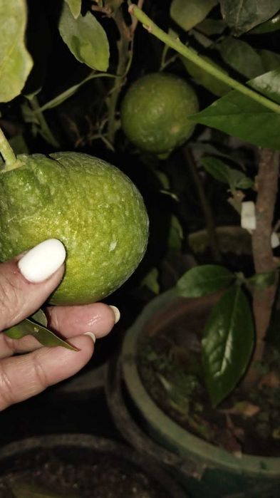 Помело, лимоны, мандарины, апельсины и др