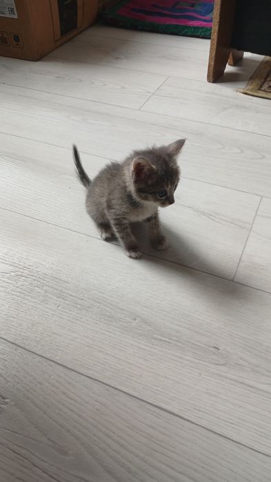 Отдам котенка 1 месяц