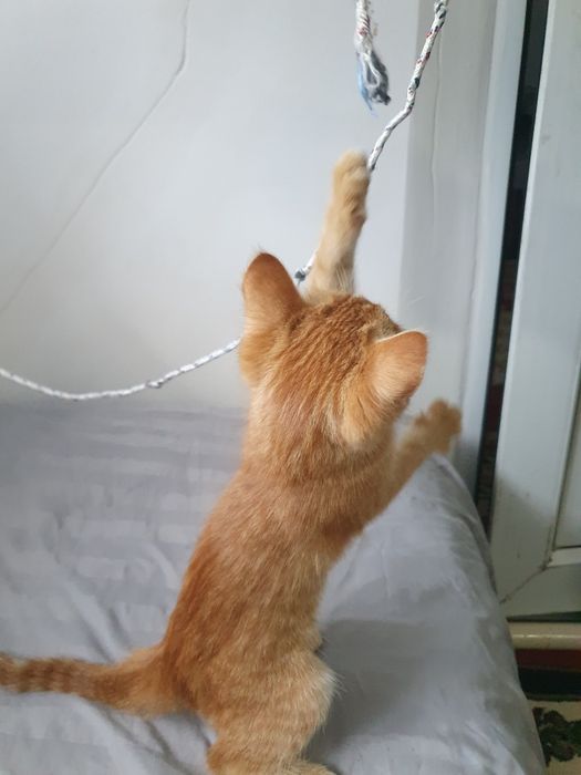 Отдам Котёнка +сумка бесплатно