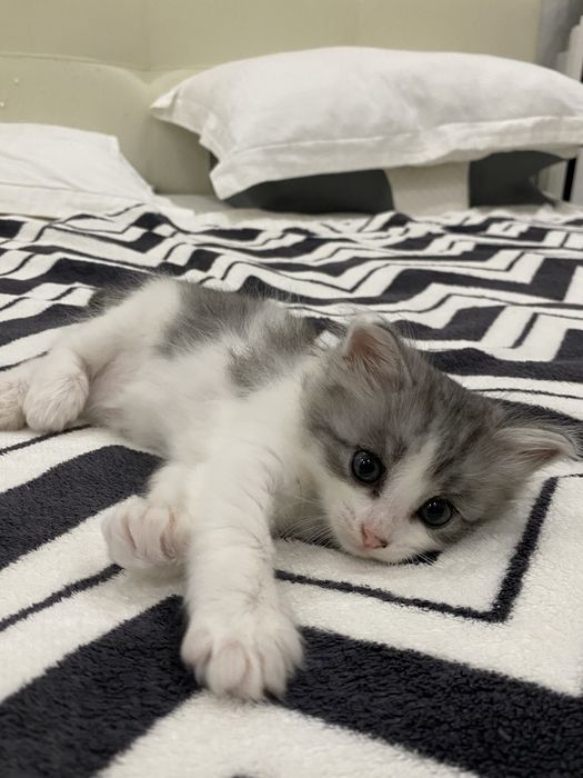 Отдам котят в добрые руки