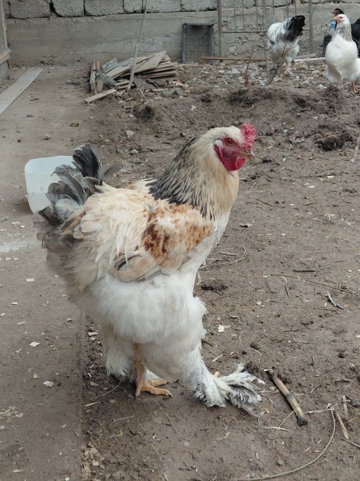 Брамма әтеш петух 6 айлық