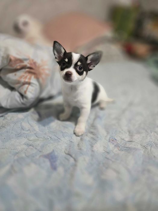 Пинчери 2 женски