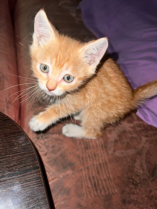 Рыжий котенок, мальчик