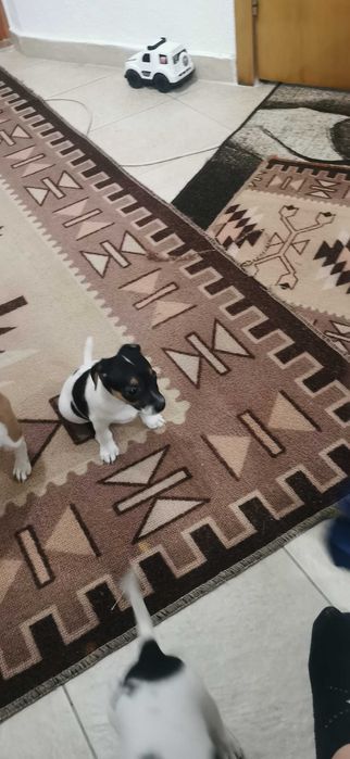 Джак ръсел маллък