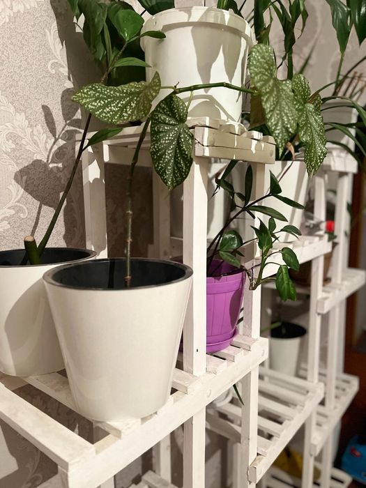 Гул коятын сатам