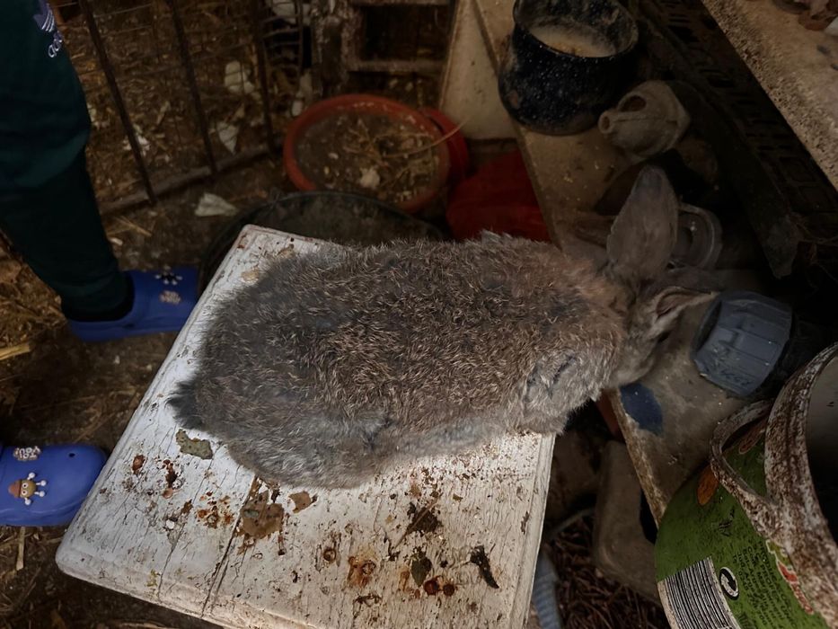 Vand iepuri diferite rase:belgieni, berbec german