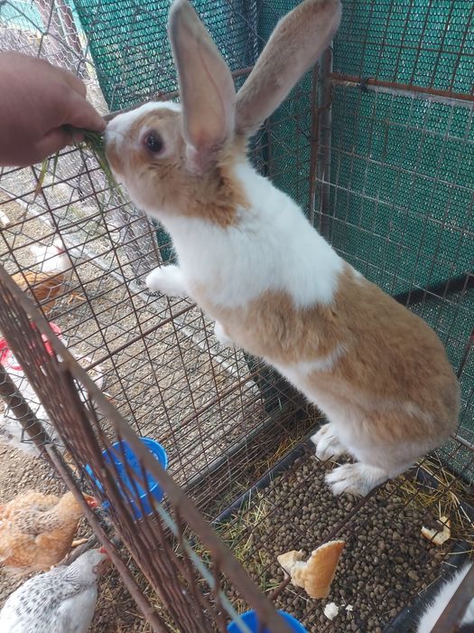 Iepuroi,  9 luni , 150 lei/buc