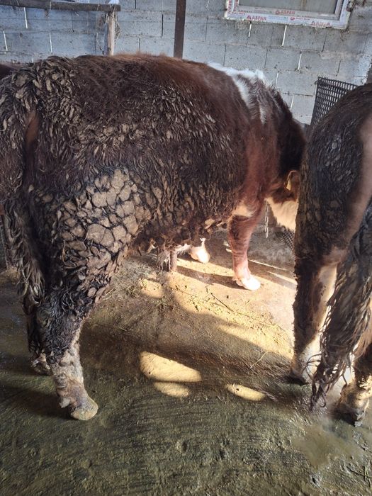 Продам быков ак бас