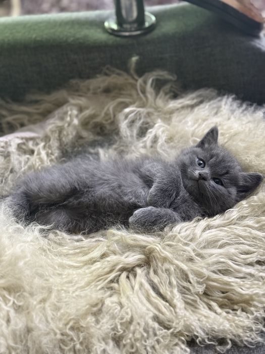 Продаются.  Котята.