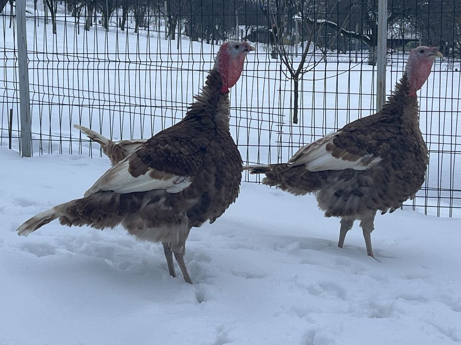 Curcan 2025 rasa grea