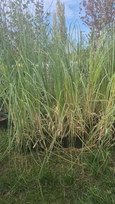 Tuia leylandii plante decorative