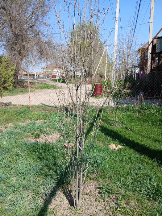 Туя можжевельник