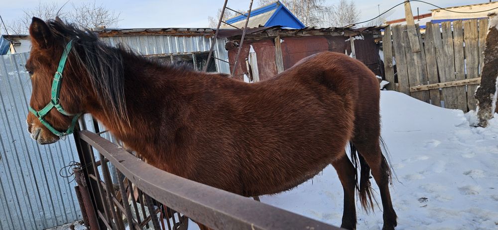 Продам кобылу, жеребую