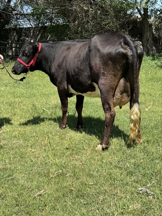 Суттi сиыр ангус бузауымен