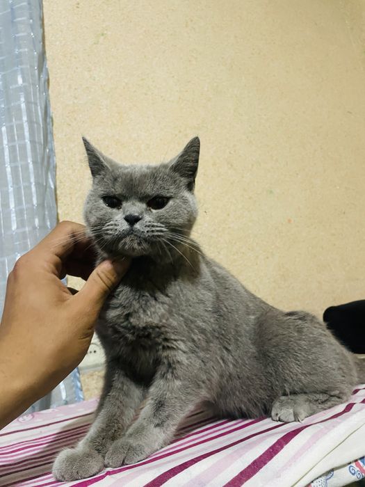 Zottor kulrang mushuk sotiladi