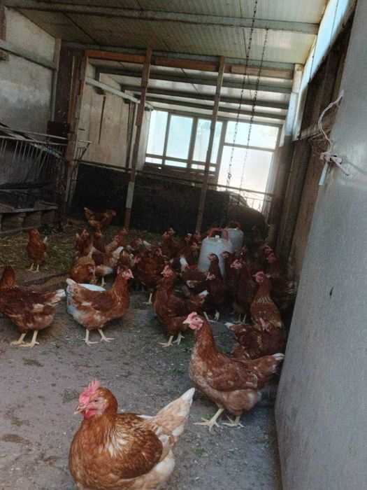 Продавам ярки кокошки и петли