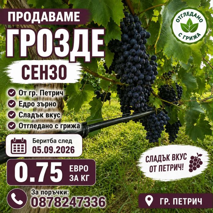 Грозде  -  сензо