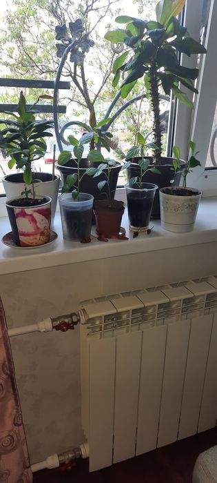 Продаётся комнатные цветы