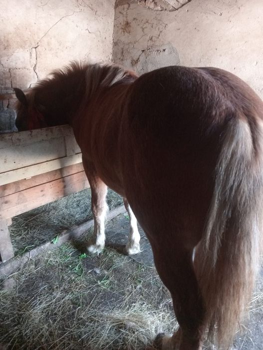 Vând mânz  semigreu