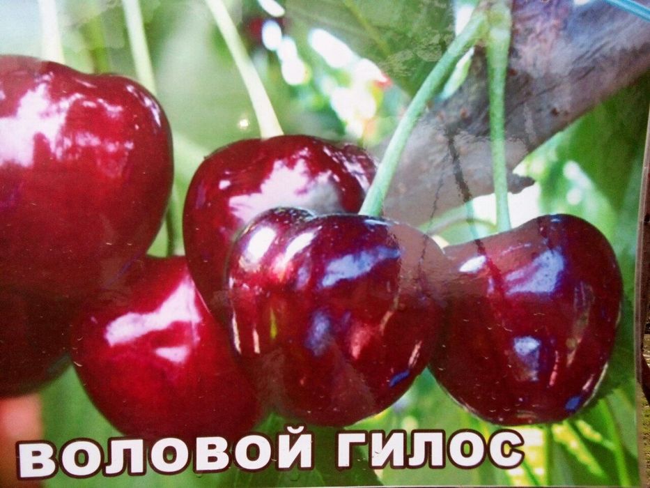 ГИЛОС Kuchatlari sotiladi 14 xil sorti bor xosilga kirgan polikarlik