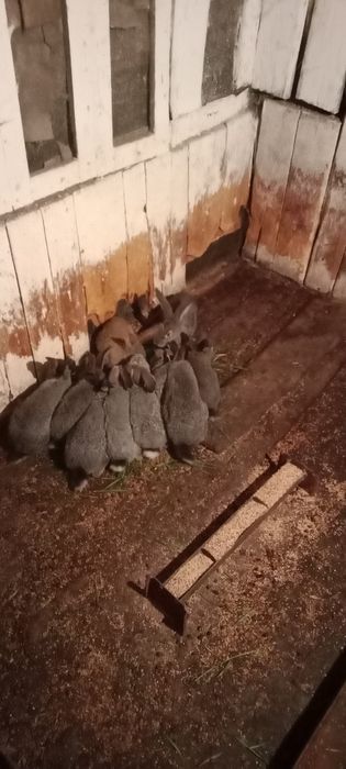 Кролики продаются