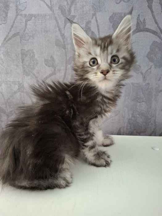 Мейн-кун девочки