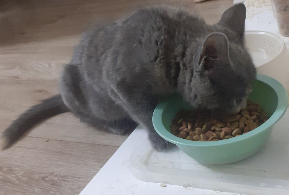 Продам Чистокровную Британку.