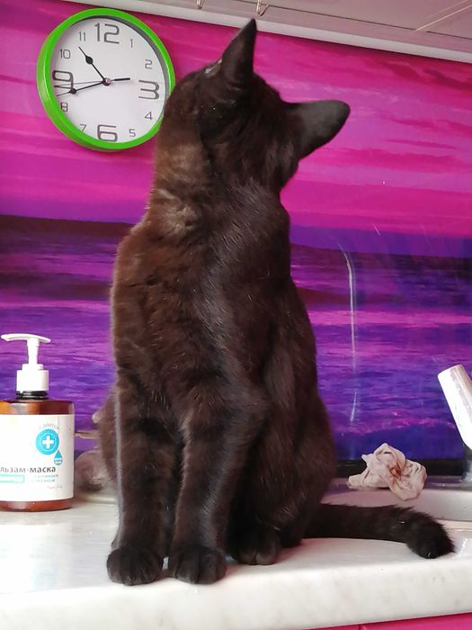 Когда Ночь Раскрывает Тайну (Мальчик 4,5 мес.)