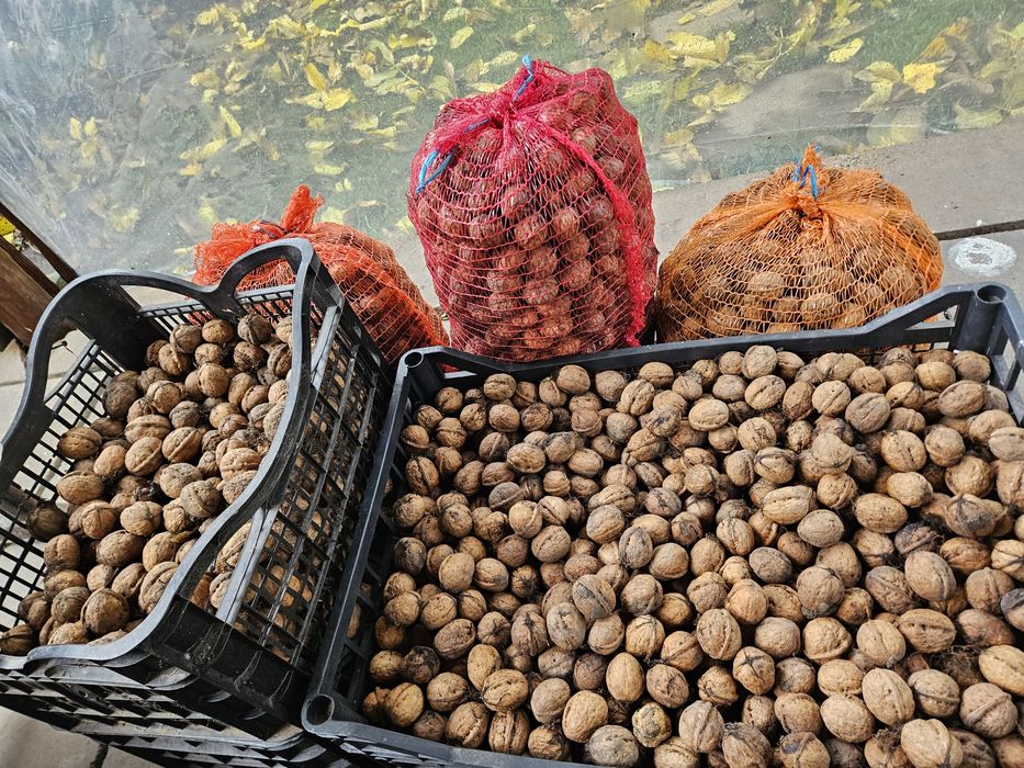 De vanzare  Nuci 2025